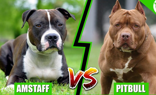 🐾 American Staffordshire Terrier vs. Pit Bull: What Makes Them Different?