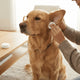 How Often to Clean a Dog's Ears: The Ultimate Guide to Ear Health
