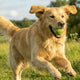The Best Treats for Golden Retrievers: A Guide to "Functional Snacking