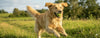 The Best Treats for Golden Retrievers: A Guide to "Functional Snacking