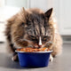 The Ultimate Guide to Choosing the Best Wet Food for Your Cat’s Life Stage