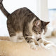 Why Do Cats Make Biscuits? (The Science of Kneading)