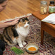 Why Your Cat Vomits (And Natural Ways to Stop It)