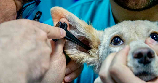 how to treat dog ear infection without vet